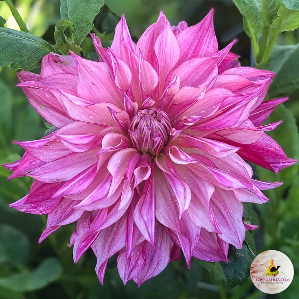 Dahlie Cafe au Lait Royal