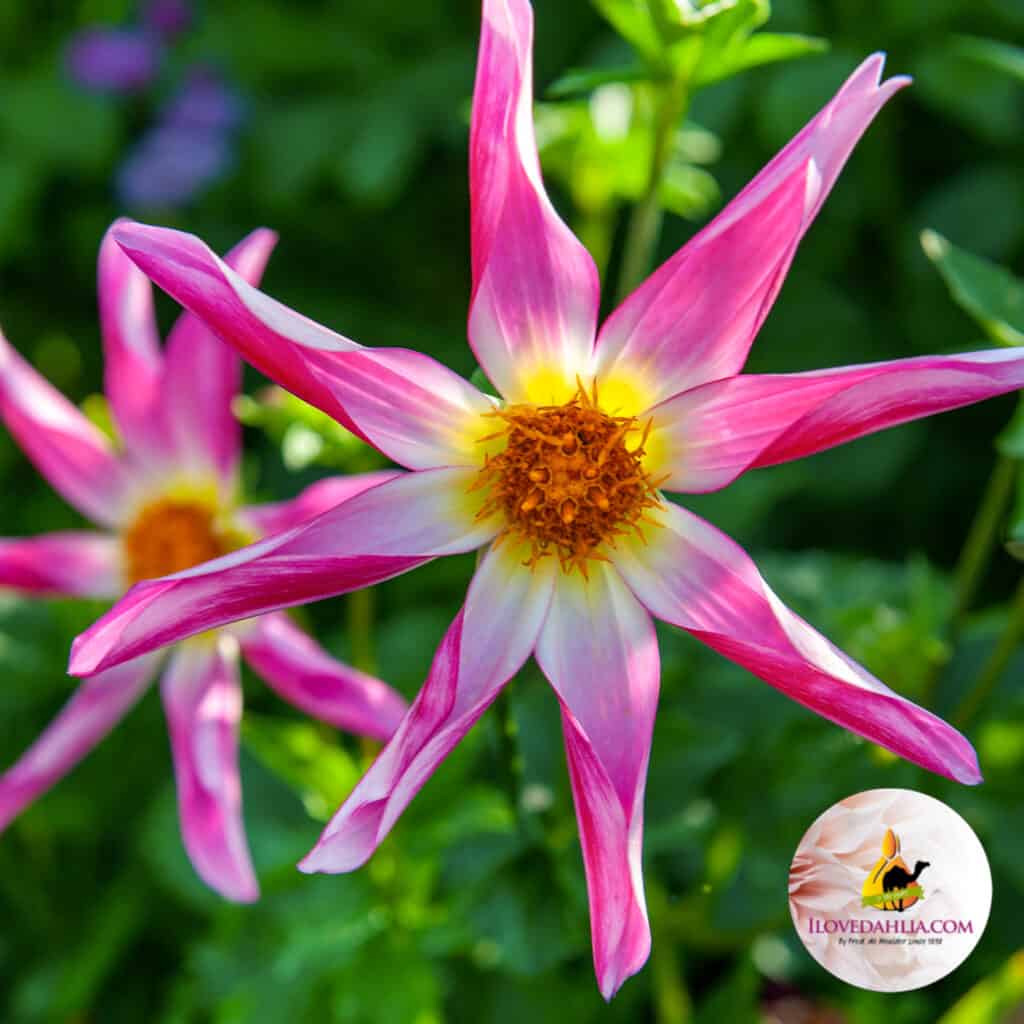 Dahlia Honka Pink