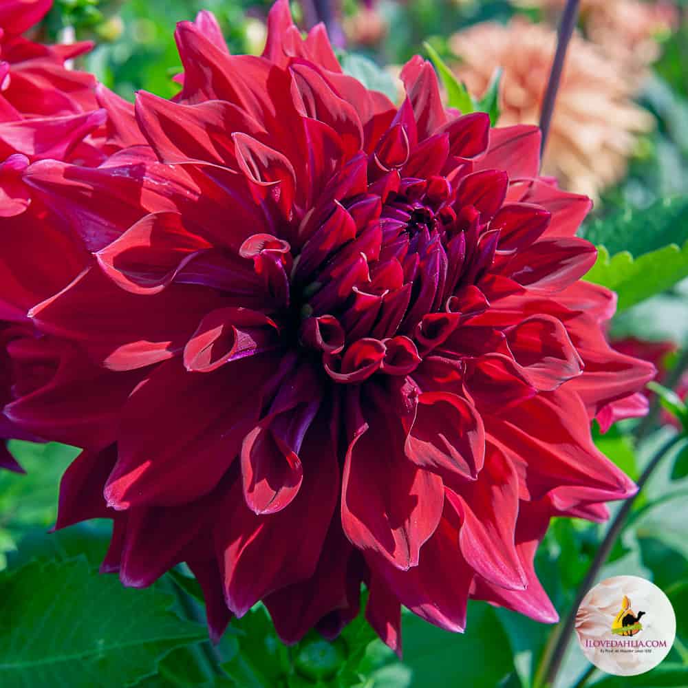 paarse dahlia's kopen