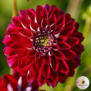 ilovedahlia - buy - dahlia