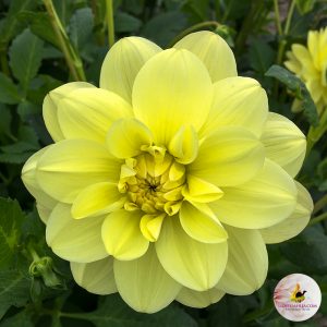 ilovedahlia - buy - dahlia