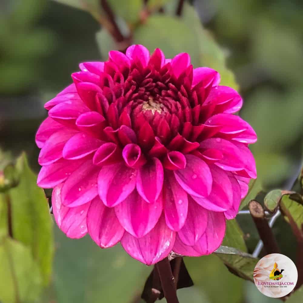 ilovedahlia - kaufen - Dahlie