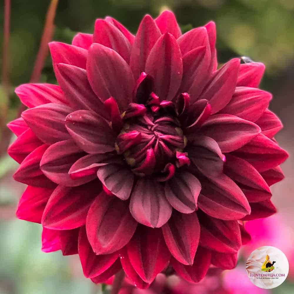 red dahlia sam hopkins