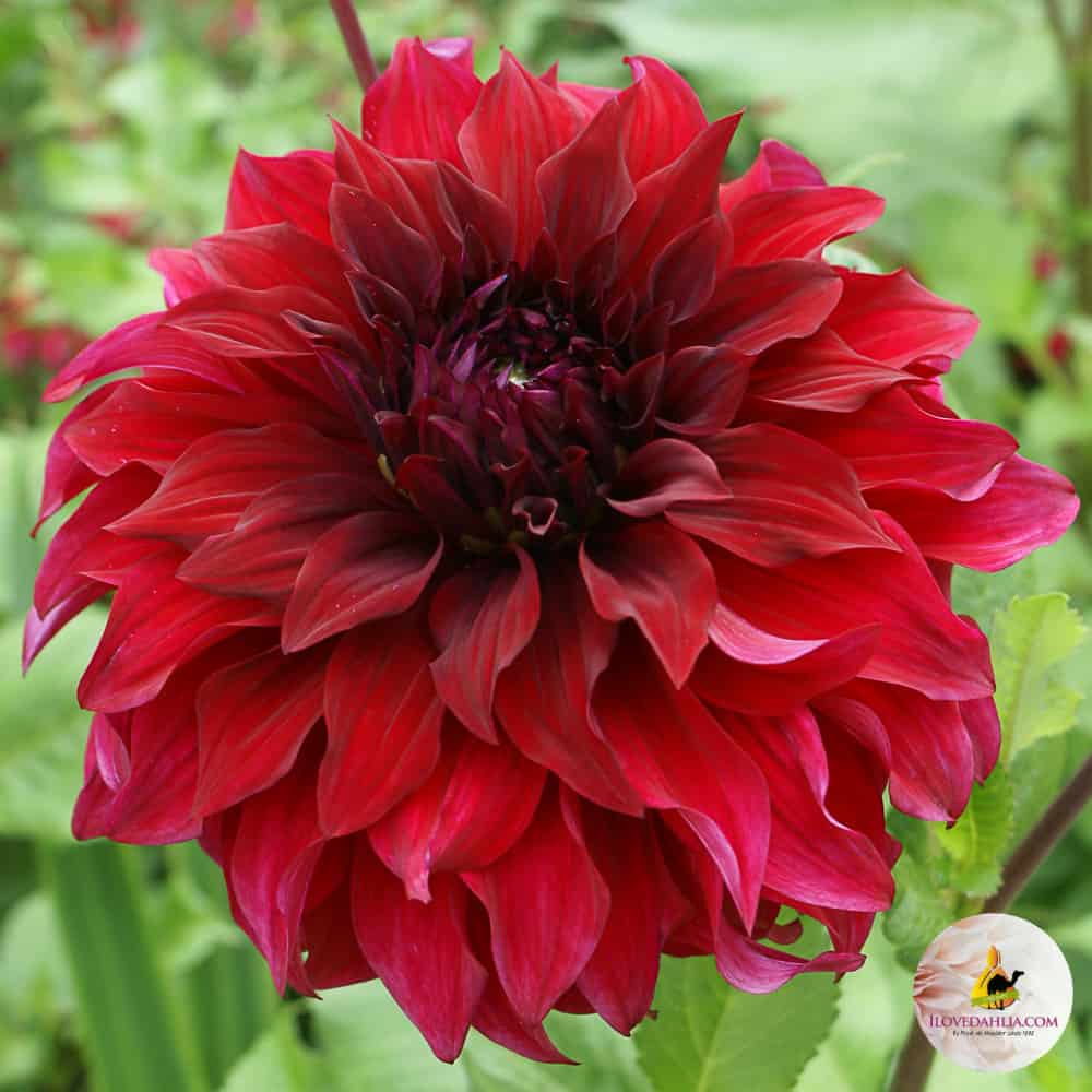 ilovedahlia - buy - dahlia