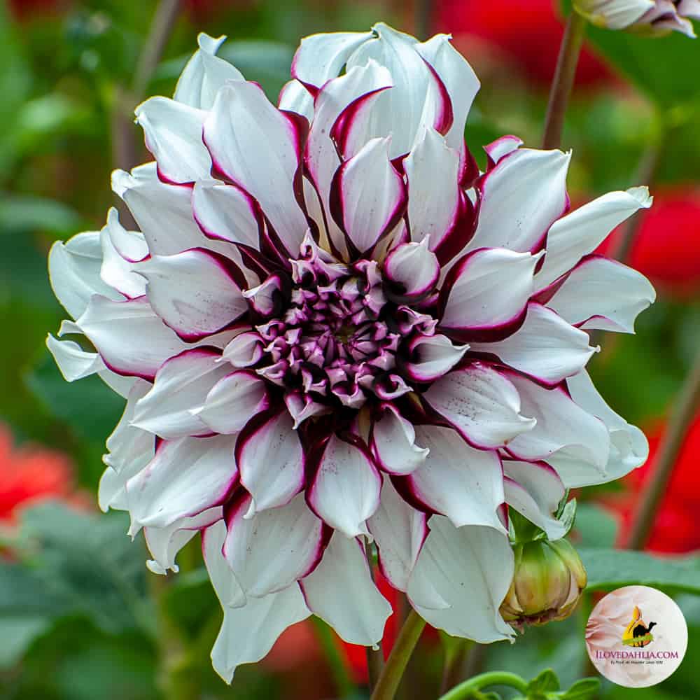 ilovedahlia - buy - dahlia