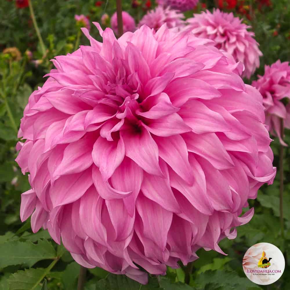 ilovedahlia - buy - dahlia