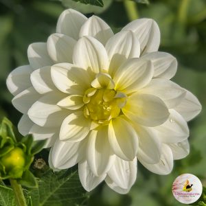 ilovedahlia - buy - dahlia