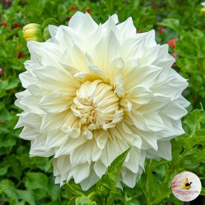 ilovedahlia - buy - dahlia