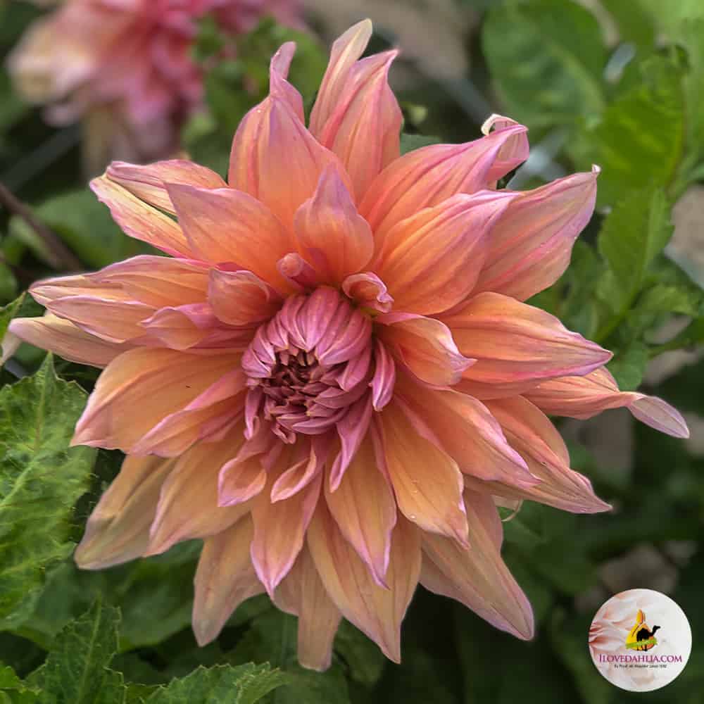 ilovedahlia - buy - dahlia