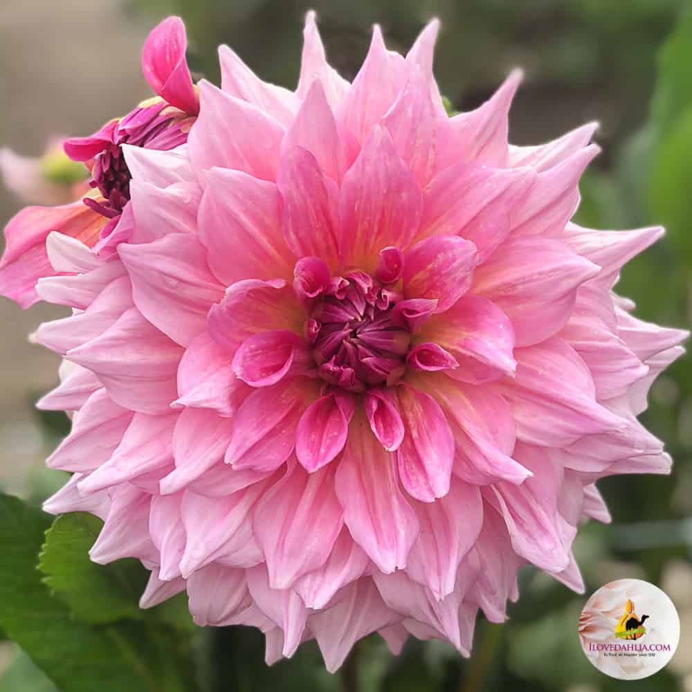 ilovedahlia - buy - dahlia