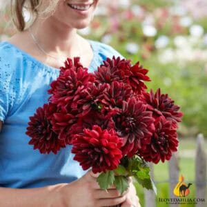 Dahlia Sam Hopkin