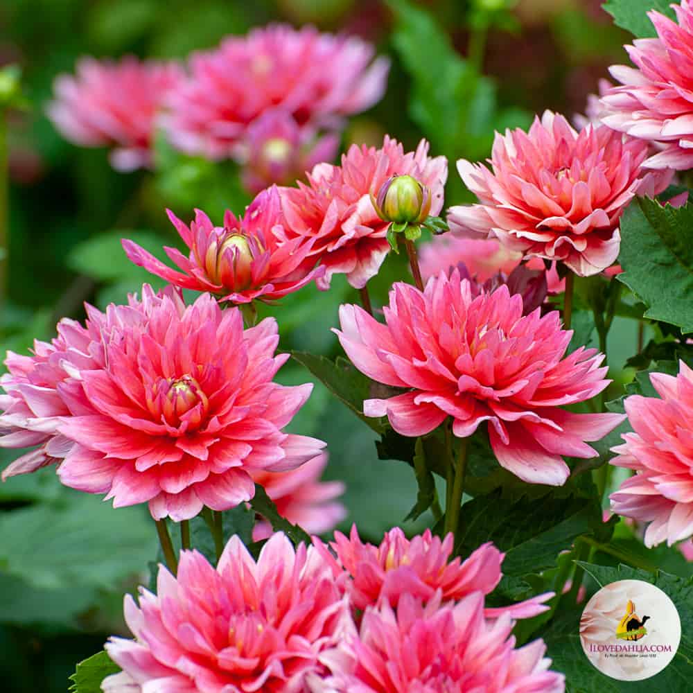 ilovedahlia - kopen - dahlia