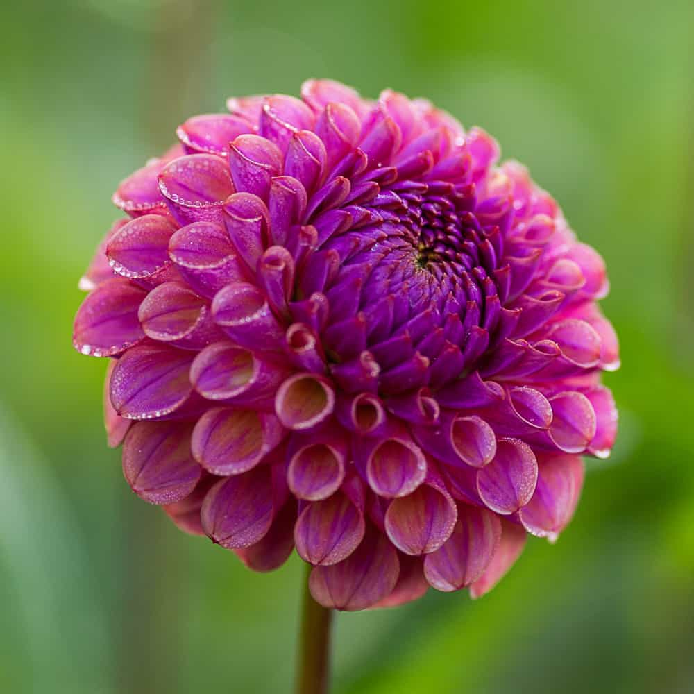 ilovedahlia - buy - dahlia