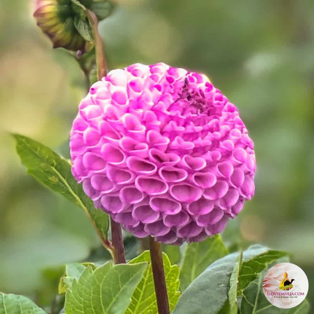ilovedahlia - buy - dahlia