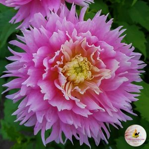 ilovedahlia - buy - dahlia