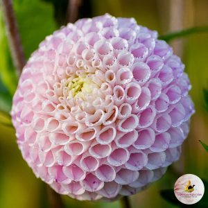 ilovedahlia - buy - dahlia