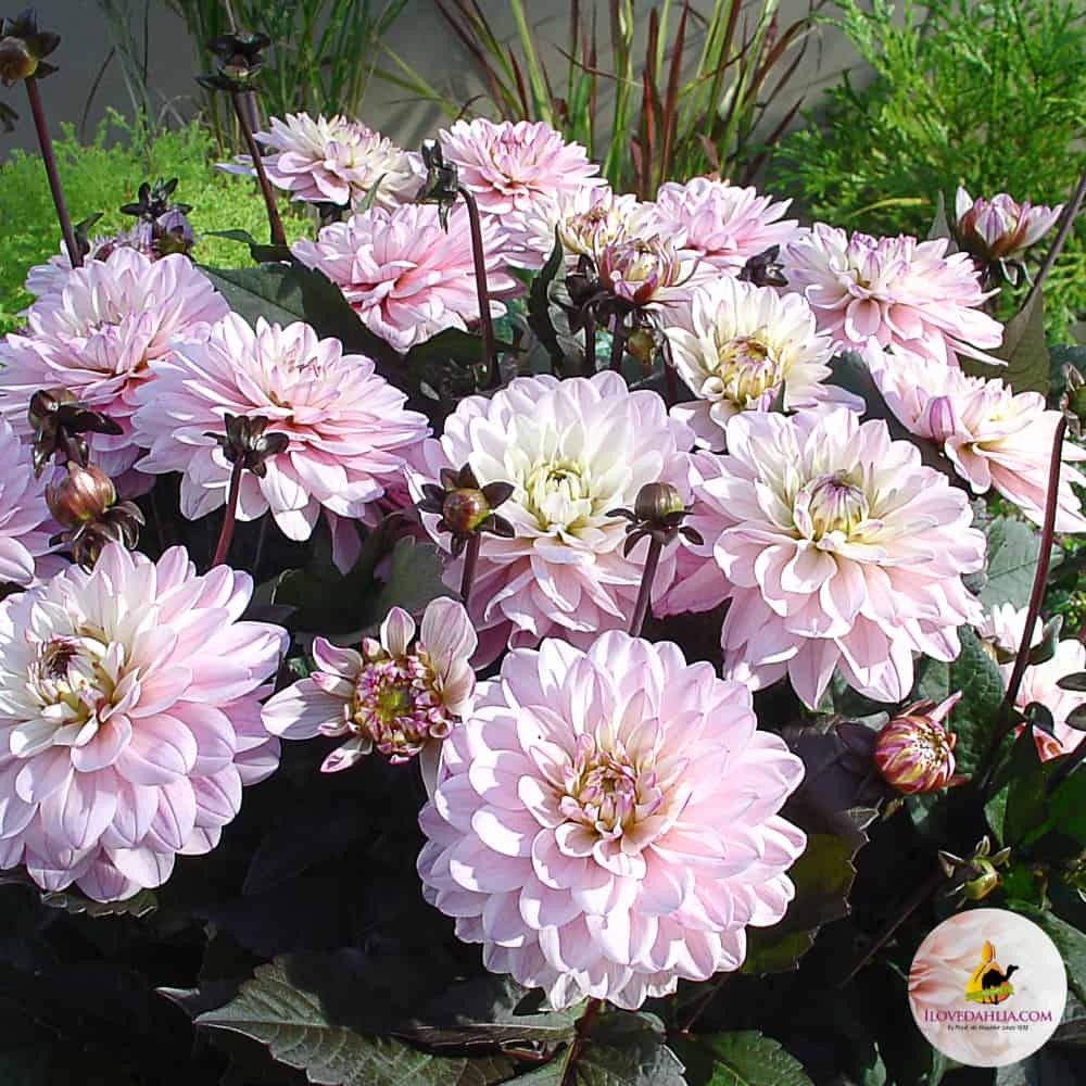 ilovedahlia - buy - dahlia