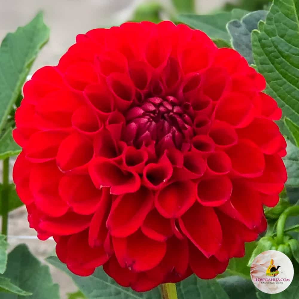 ilovedahlia - buy - dahlia