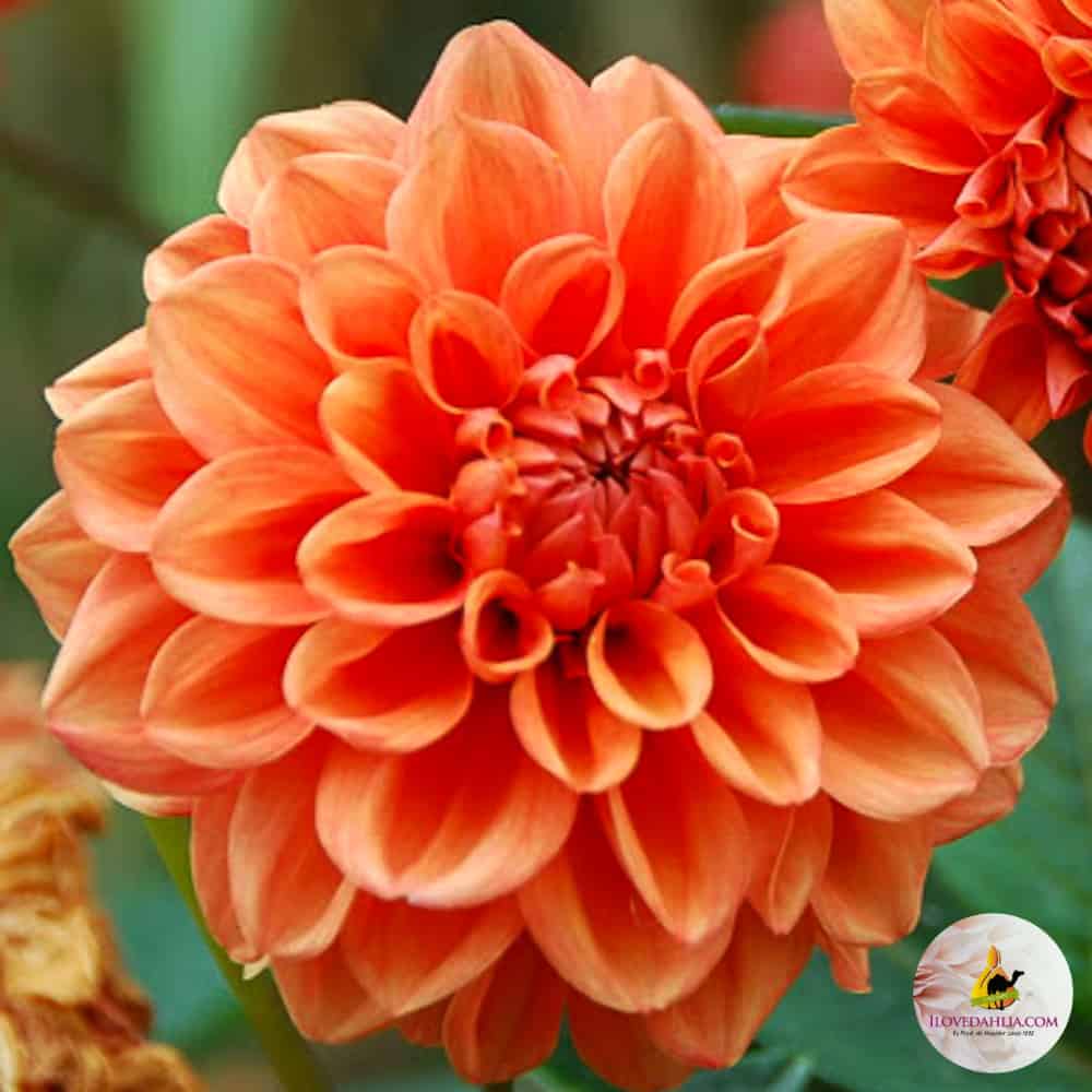 dahlia orange nugget