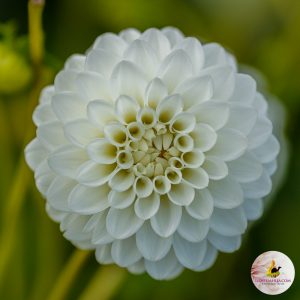 ilovedahlia - buy - dahlia