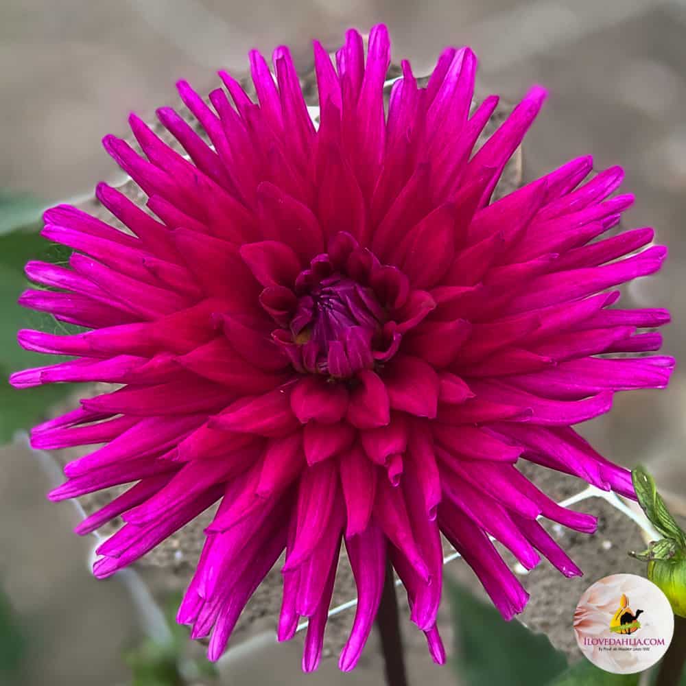 ilovedahlia - buy - dahlia