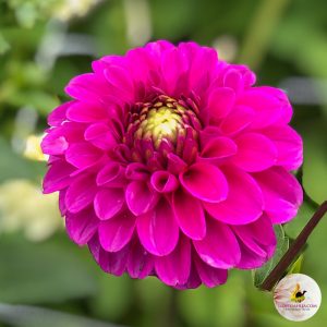 purple dahlia, dahlia purple fox