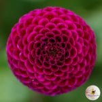 ilovedahlia - buy - dahlia