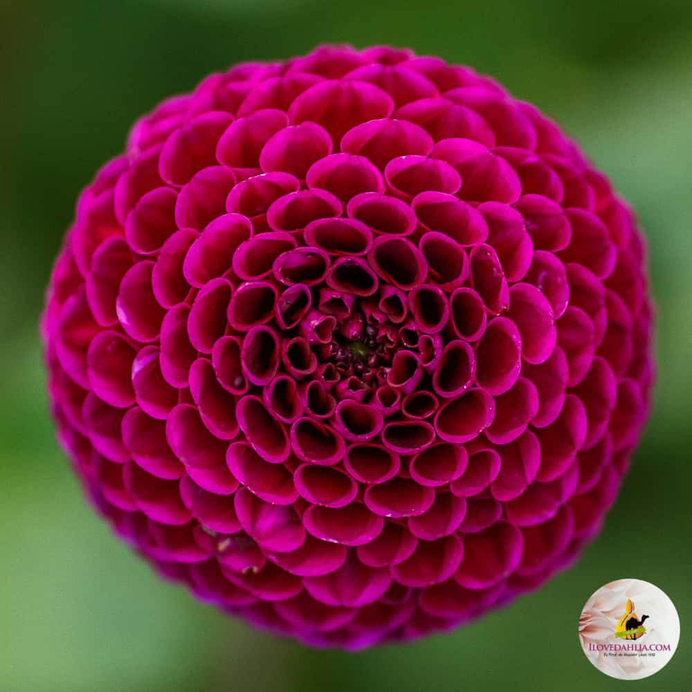 ilovedahlia - buy - dahlia