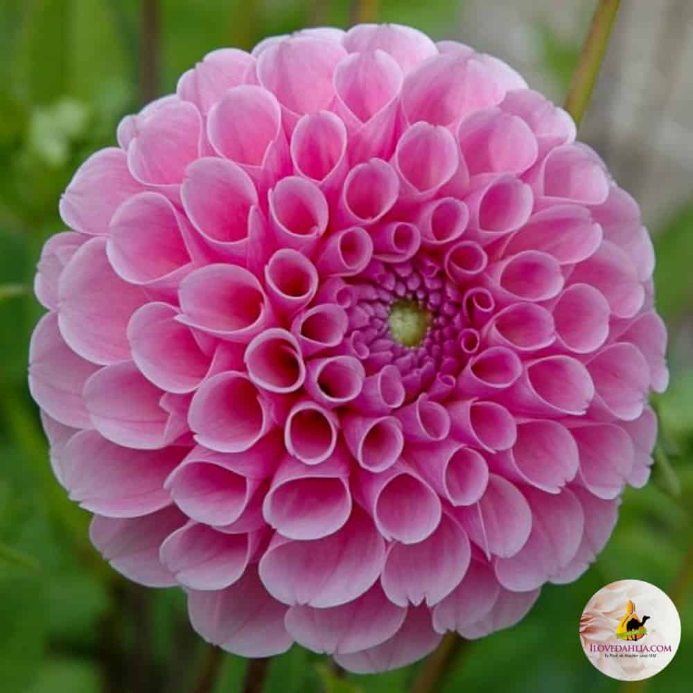 ilovedahlia - buy - dahlia