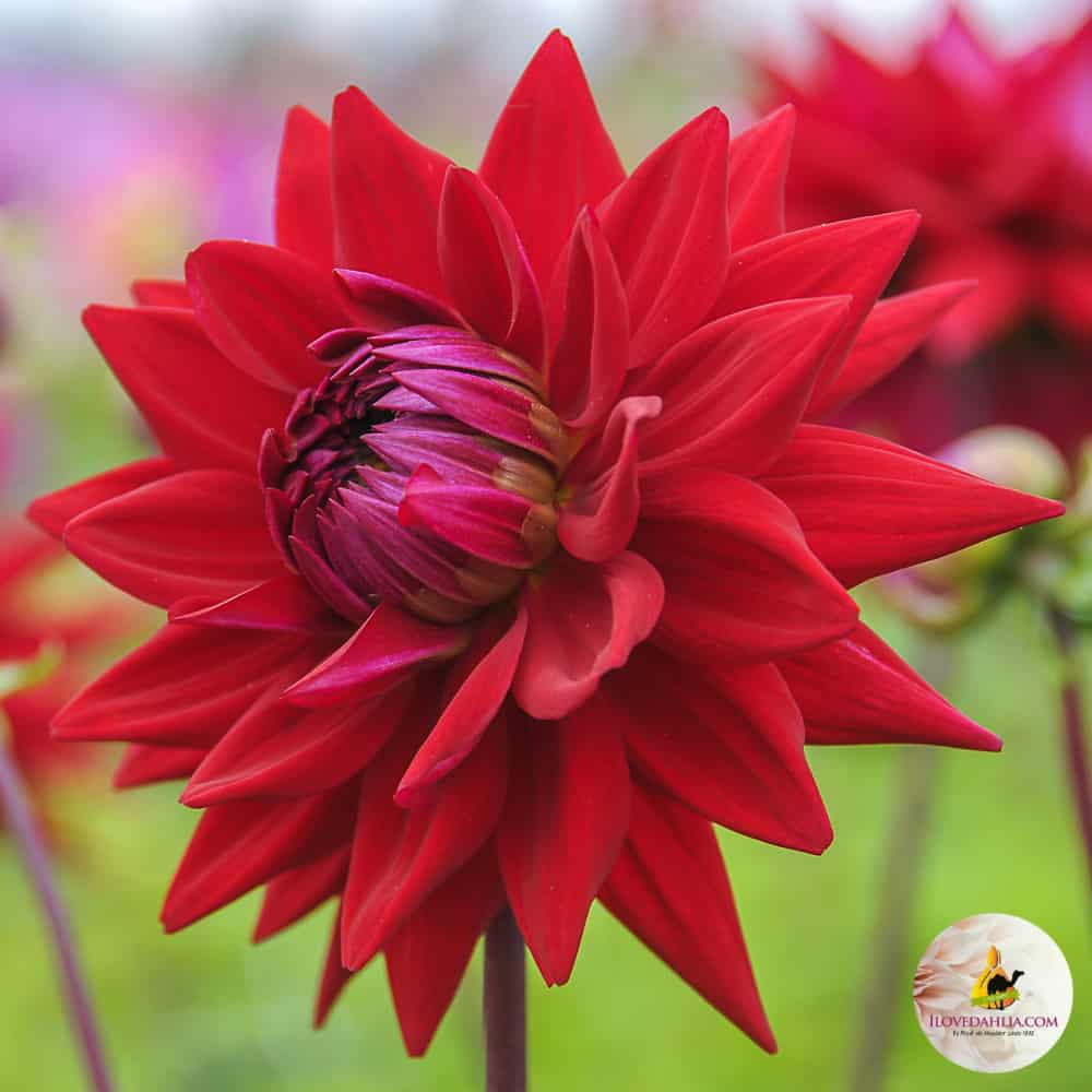 ilovedahlia - buy - dahlia