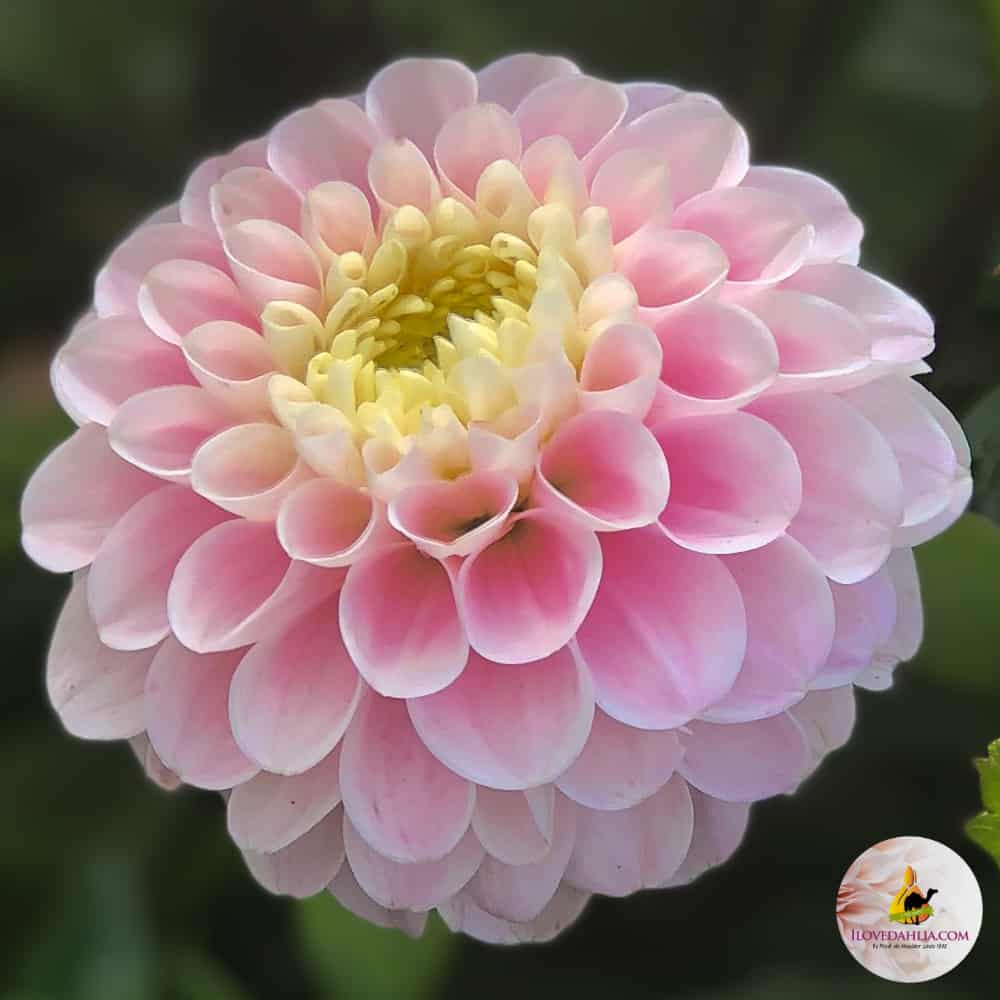 ilovedahlia - buy - dahlia