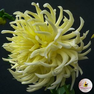 ilovedahlia - buy - dahlia