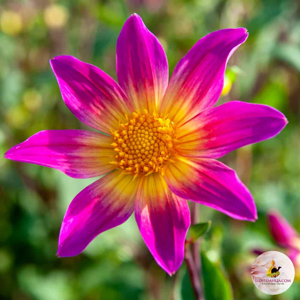 ilovedahlia - buy - dahlia