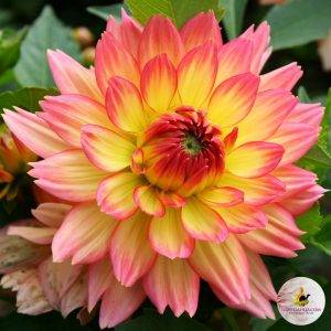 ilovedahlia - buy - dahlia