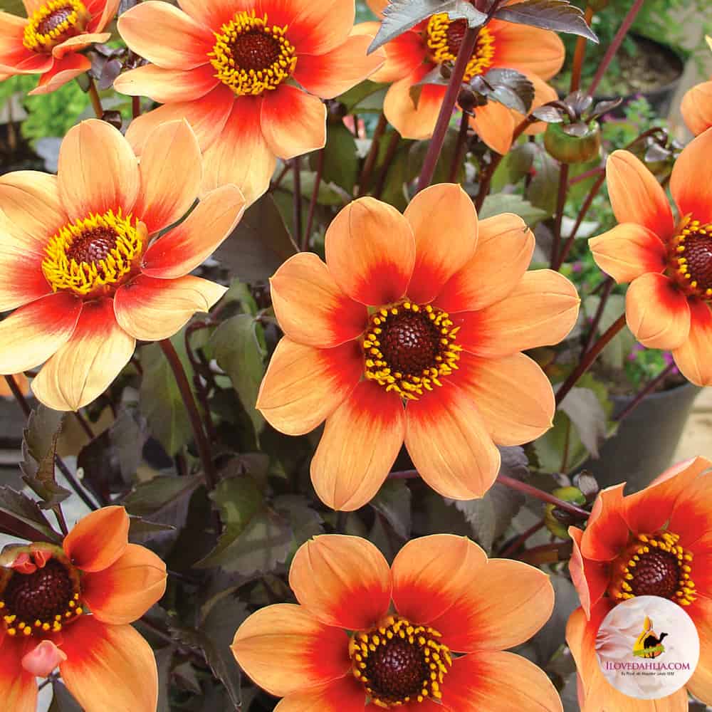 ilovedahlia - buy - dahlia