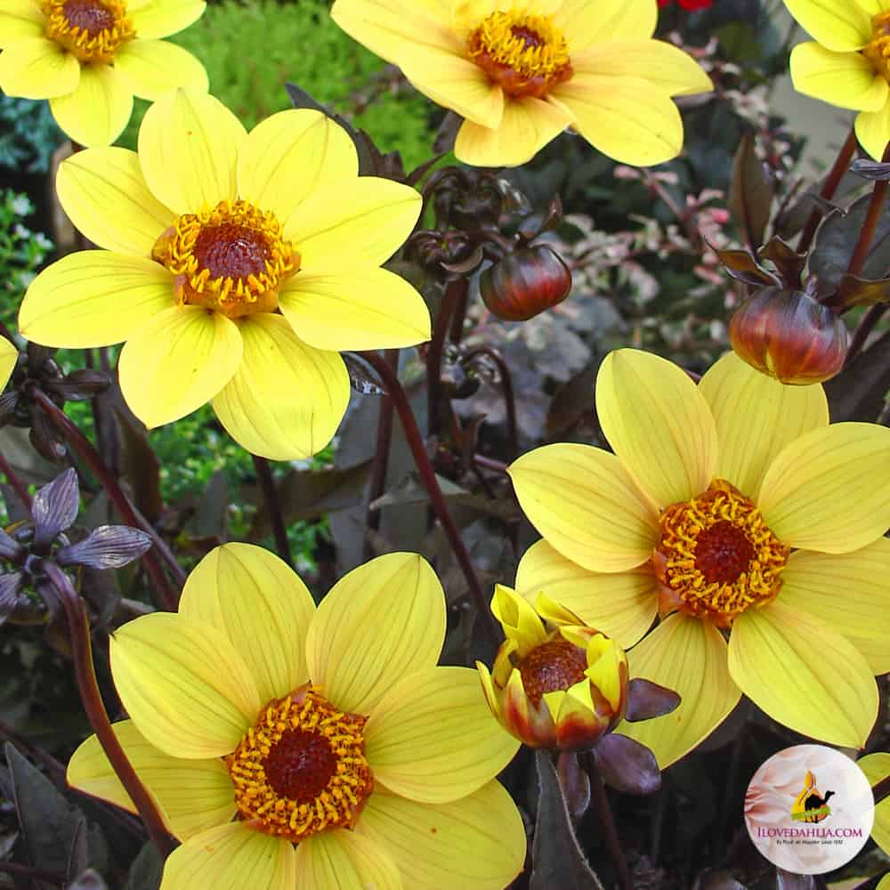 ilovedahlia - buy - dahlia