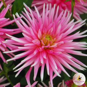 ilovedahlia - buy - dahlia