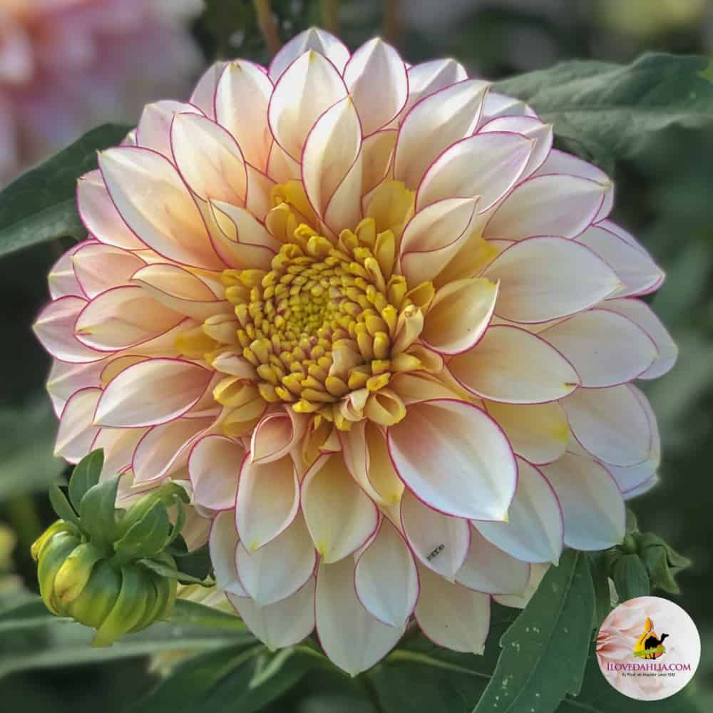 ilovedahlia - buy - dahlia