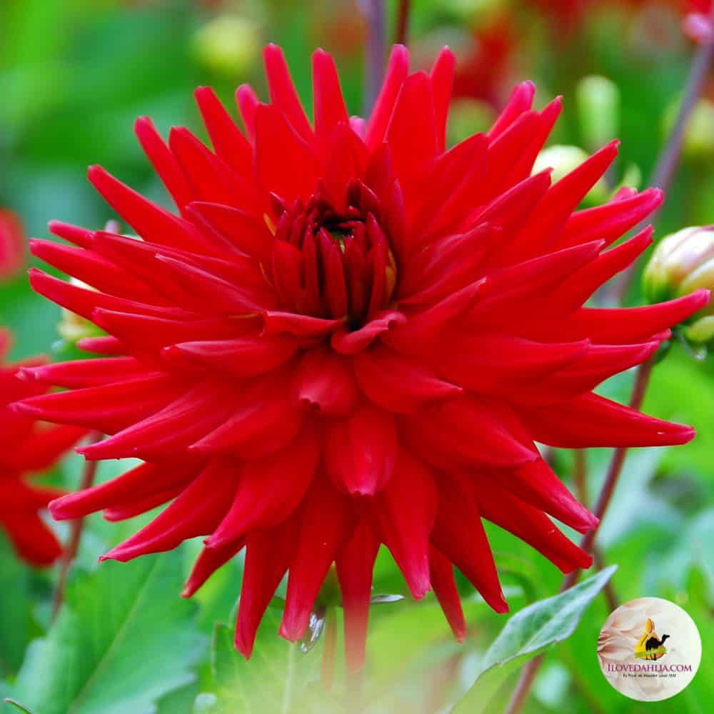 ilovedahlia - buy - dahlia