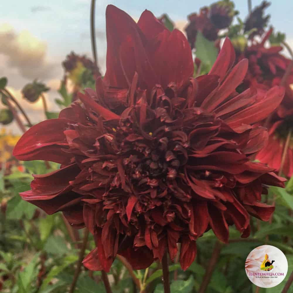 ilovedahlia - buy - dahlia