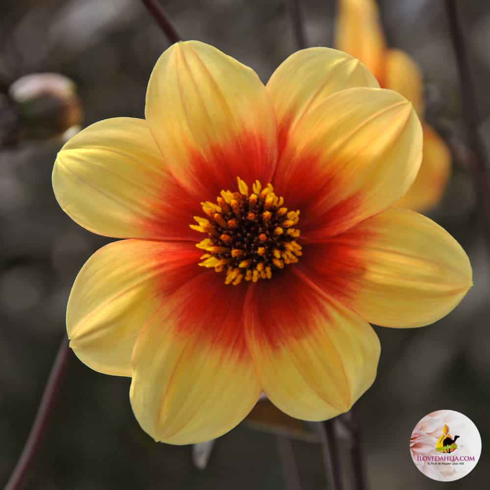 ilovedahlia - buy - dahlia