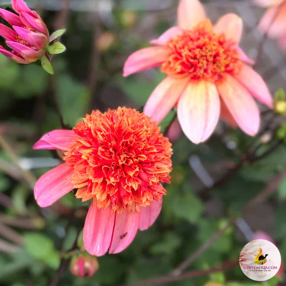 ilovedahlia - buy - dahlia