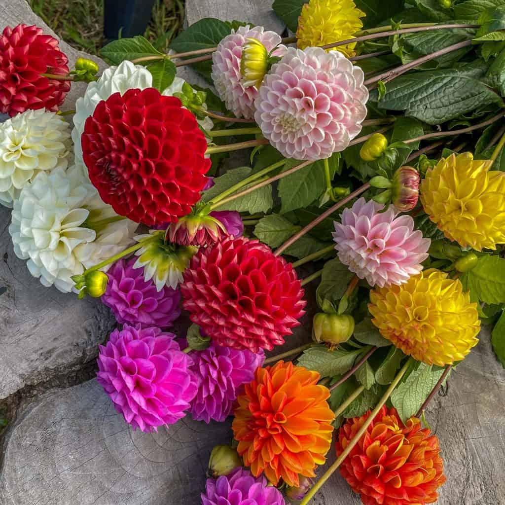 ilovedahlia - kaufen - Dahlie