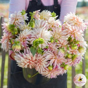 dahlia-cafe-de-paris