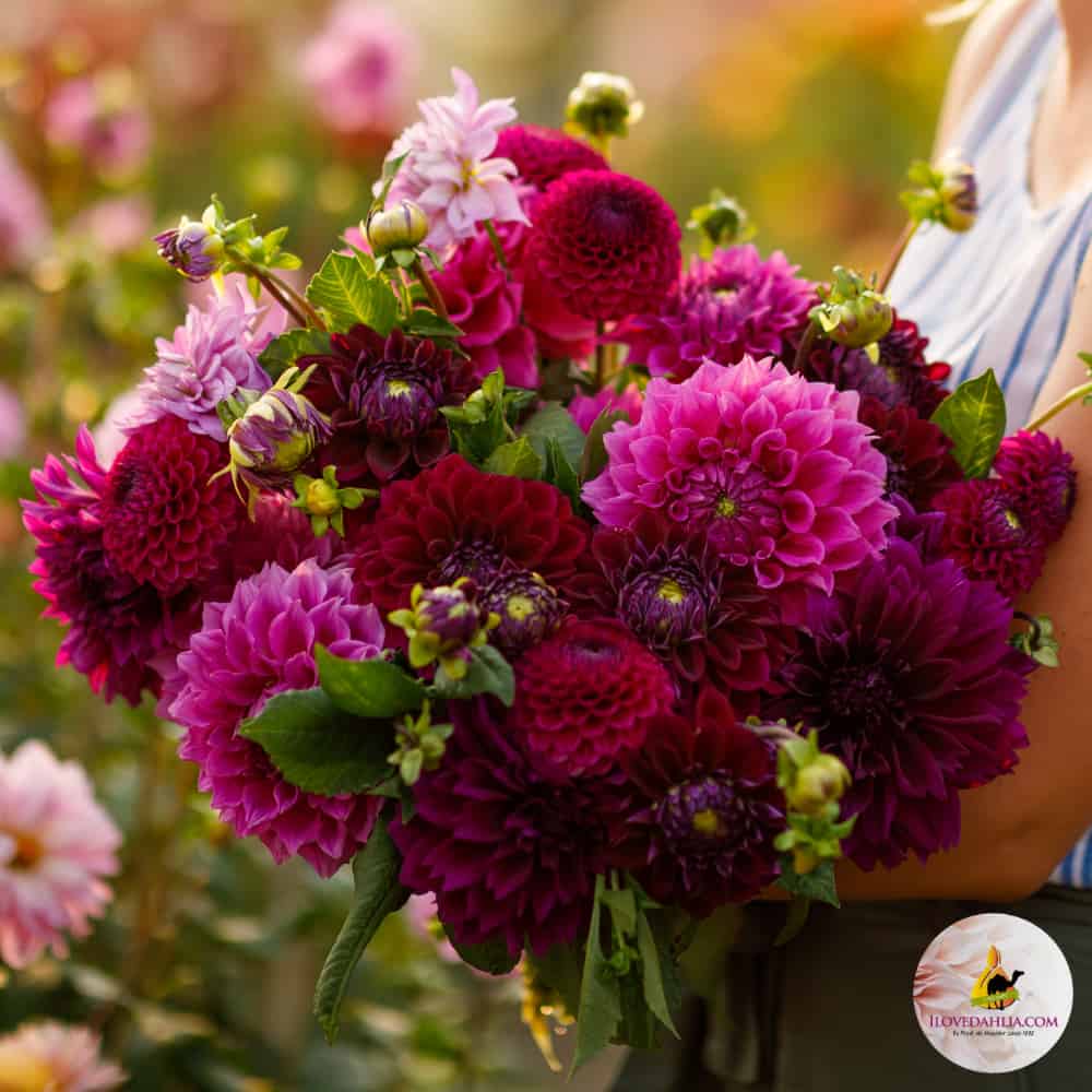 Dahlia Collection Julie (MdB)