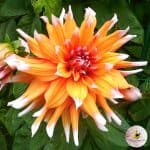 Dahlia Color Spectacle