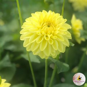 Dahlia Golden Eye