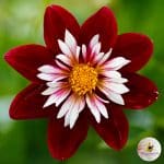 Dahlia Night Butterfly