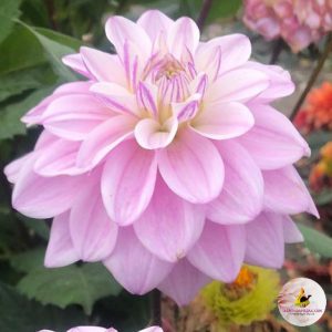 dahlia-sweet-surprise