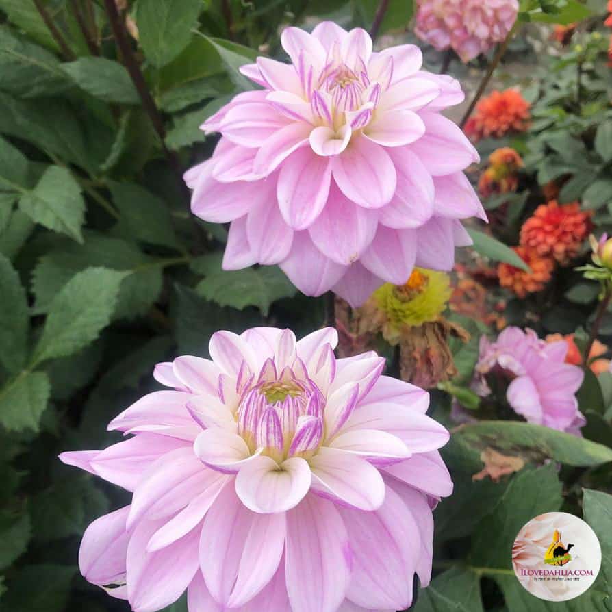 dahlia-sweet-surprise